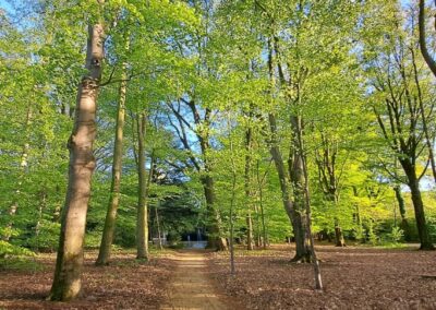 Fietsen in een bos in de Achterhoek